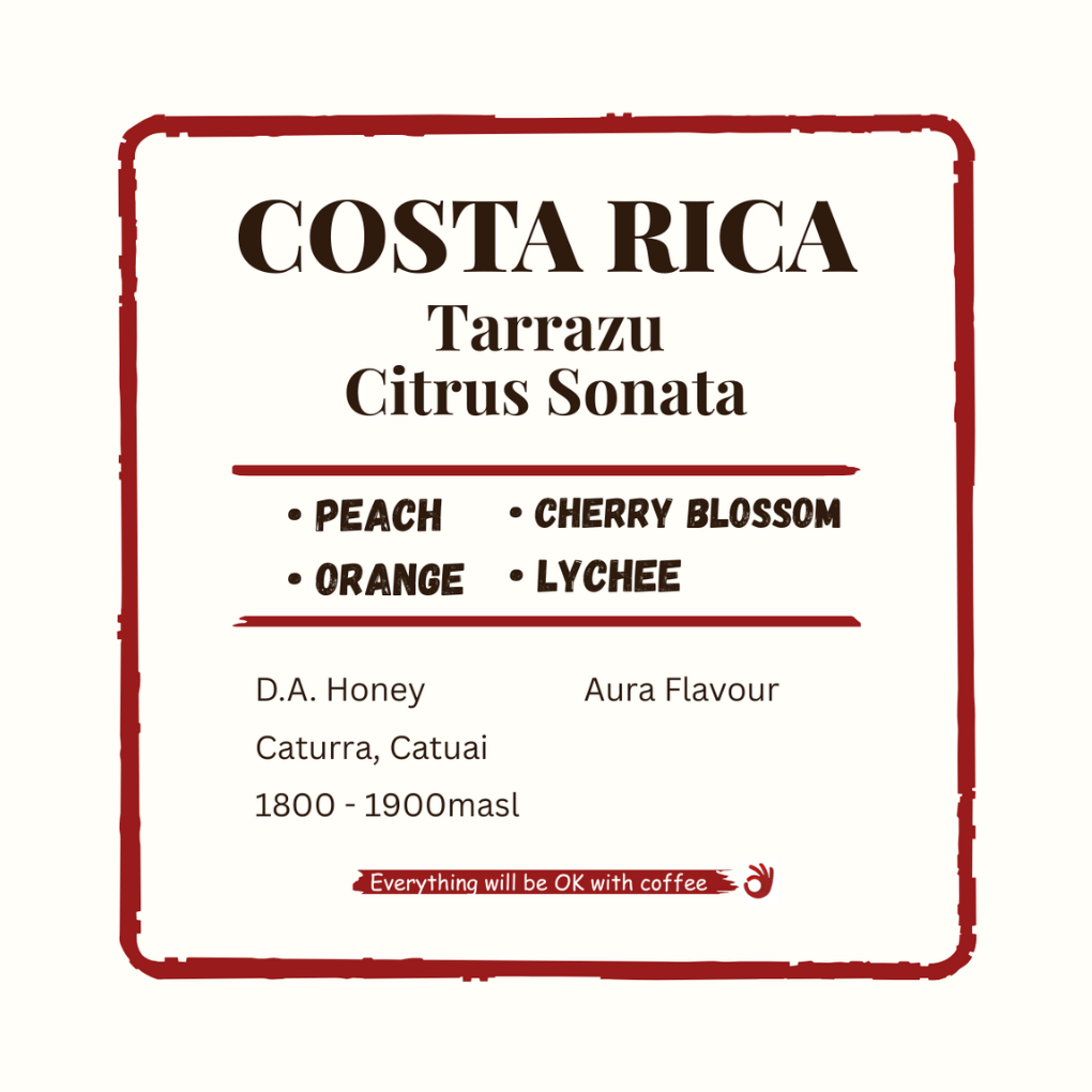 Costa Rica Tarrazu Citrus Sonata
